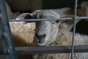 4th Grade Participate in the Sheep to Shawl Program